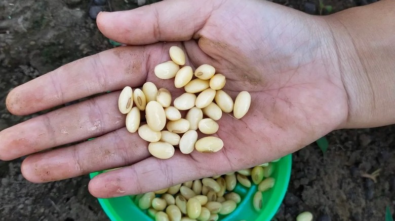 hands holding soybeans