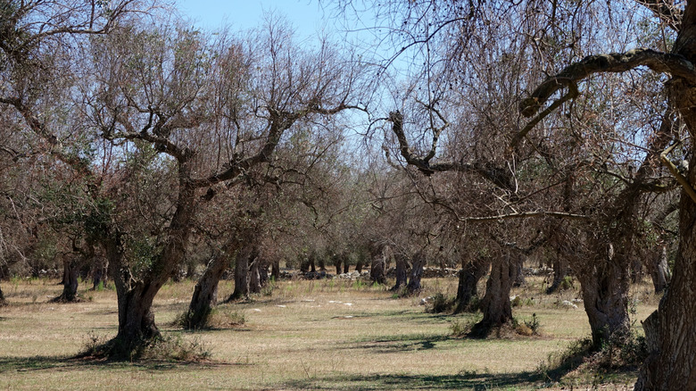 field of diseased olive trees