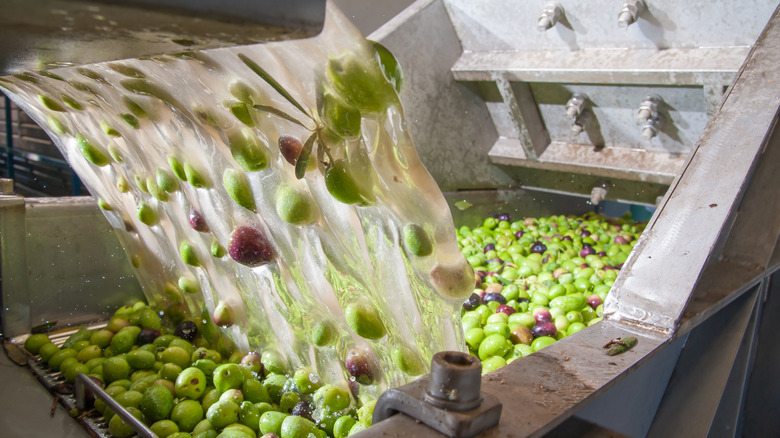 olives rinsing inside machine