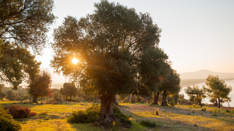 olive tree in natural landscape