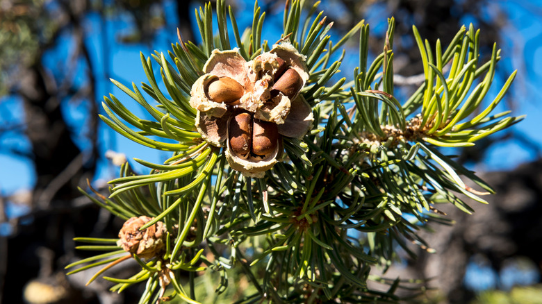 Pine nuts bursting from cone