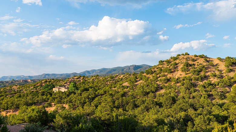 New Mexico piñon pine forest