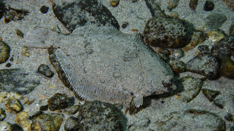 The Ultimate Guide To Popeyes Flounder Fish Sandwich