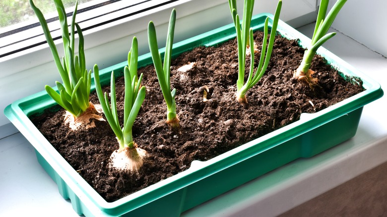 onions growing in windowsill container