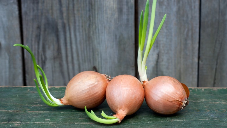 sprouted onions against dark wooden background
