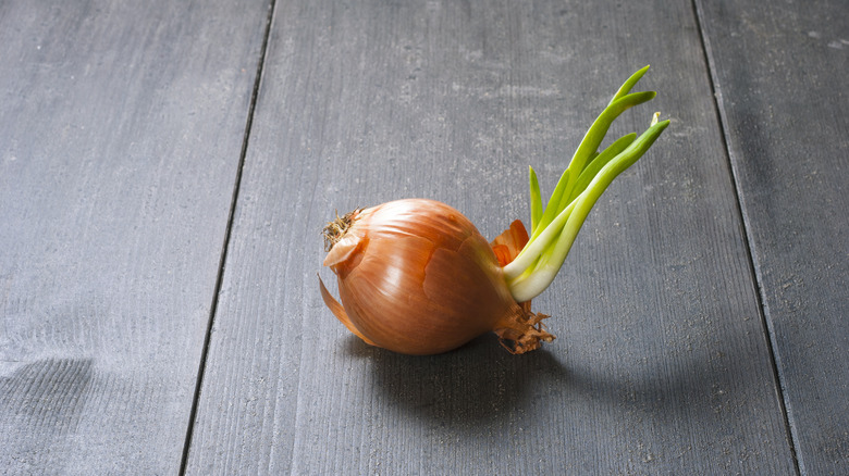 sprouted onion on wooden table
