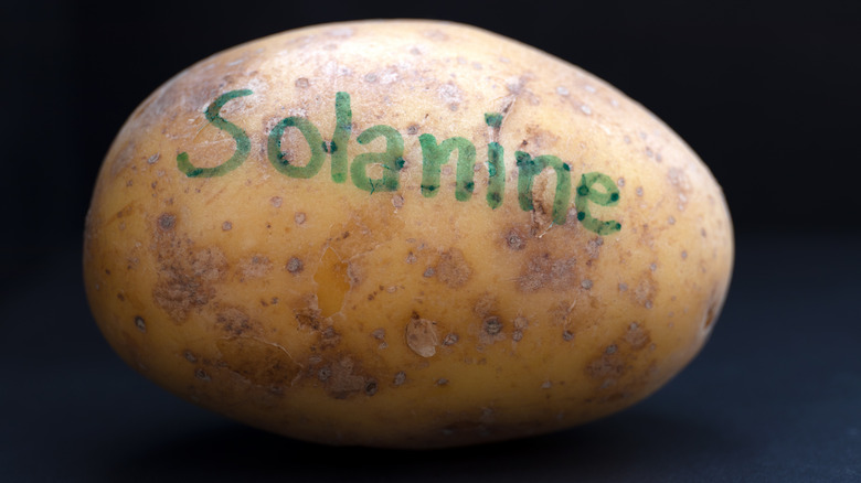 Potato with the word solanine