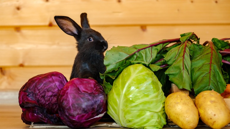 Black rabbit with vegetables