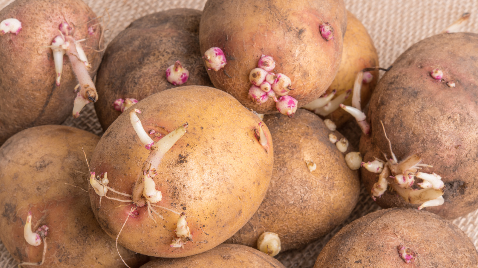 Can You Eat Sprouted Potatoes?