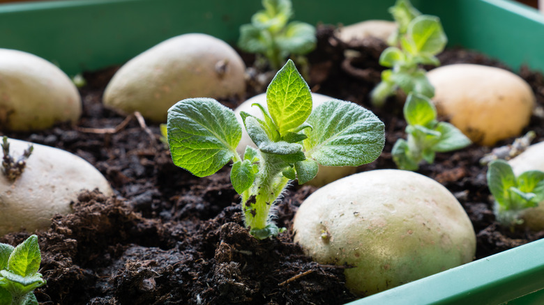 Potatoes in soil sprouting leaves