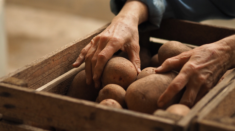 Potatoes stored in wooden bins
