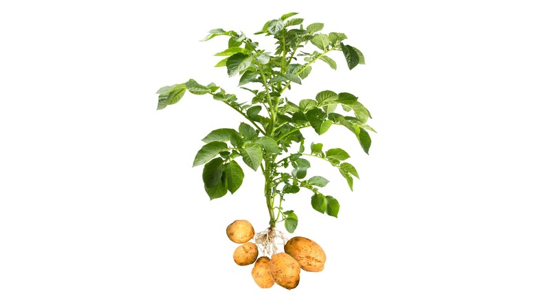 Whole potato plant