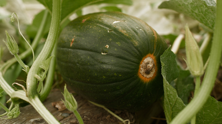 Tatume squash growing on vine