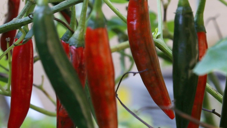 growing prik bang chang chilies