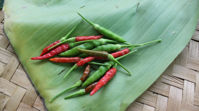 fresh prik kee noo suan chilies