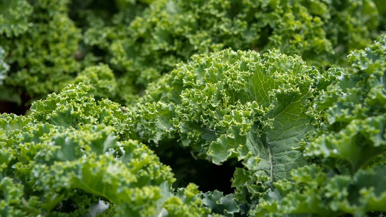 Kale plants closeup