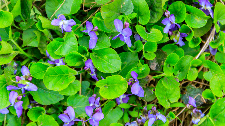 Violets growing wild