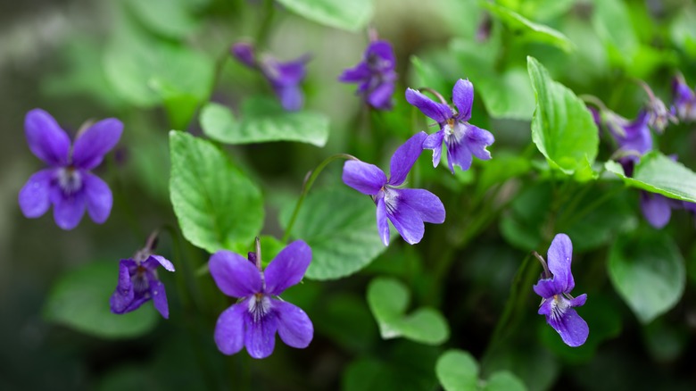 Are All Species Of Violets Edible? A Guide To Identifying And Enjoying Edible Violets