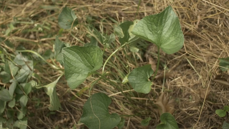 Wild blue violet leaves