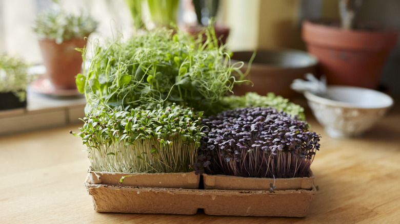 a variety of colorful microgreens on a home kitchen counter