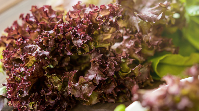 Closeup of red leaf lettuce