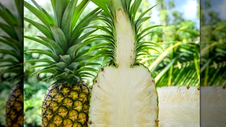 Sugarloaf pineapple cut in half 