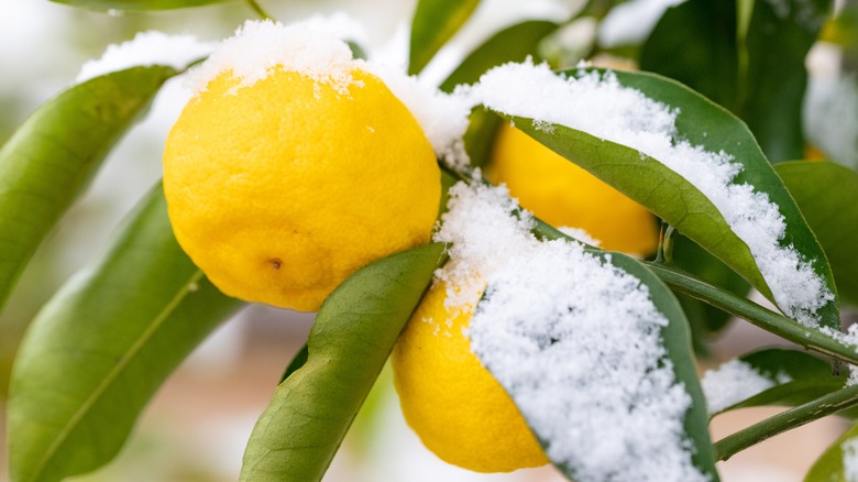 Citrus tree with fresh fallen snow