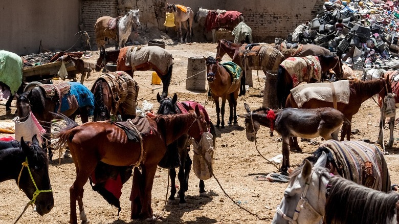 afghan horses in a street