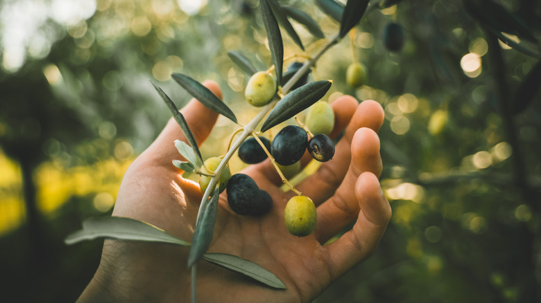 hand holding olives from tree