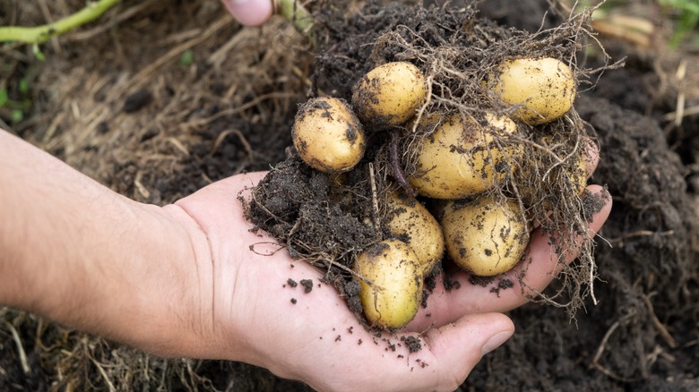new potatoes in the ground