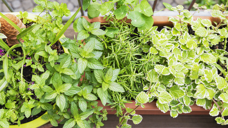 a variety of herbs growing