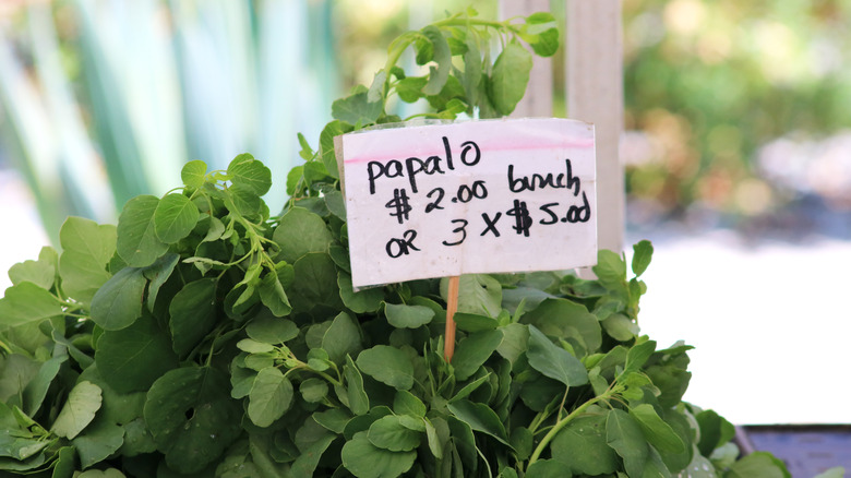 papalo herb with a label