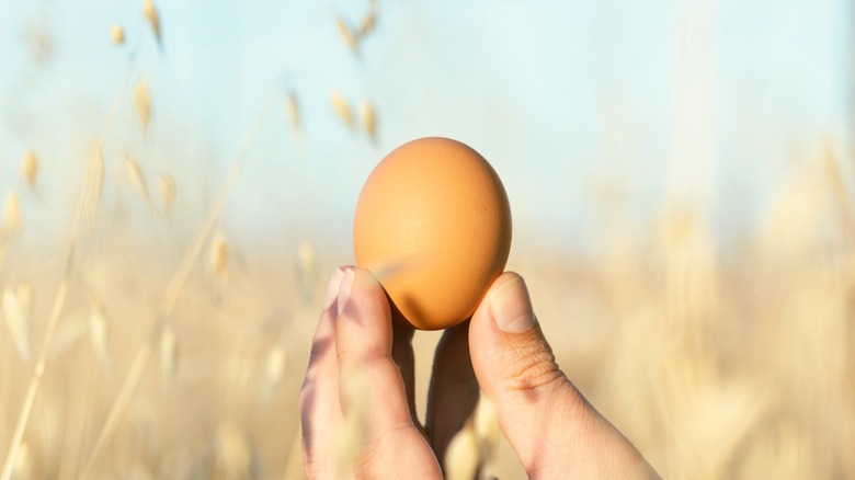 brown egg being held