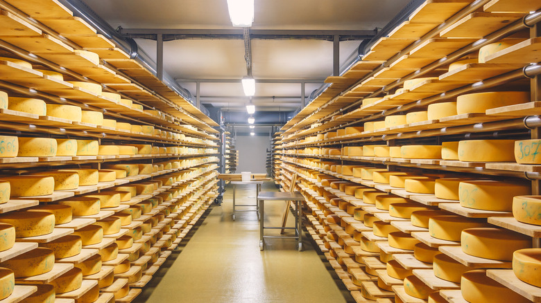 modern facility ripening aged cheese