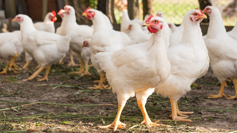 Free range white chickens