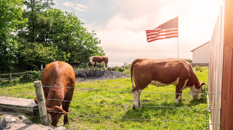 Cows grazing, American flag waving 