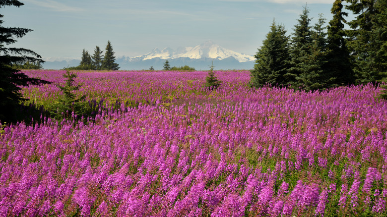 Alaskan field of fireweed flowers