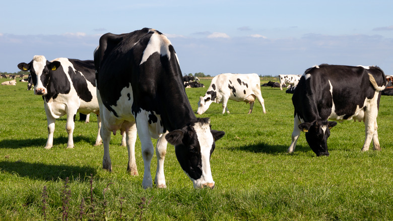 Cows grazing in a field