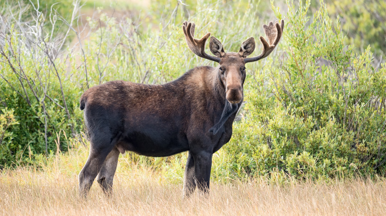 Bull moose looking at camera