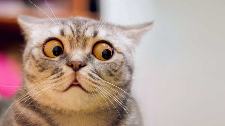 Tabby cat with eyes bulging