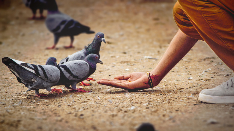 Person feeding pigeons