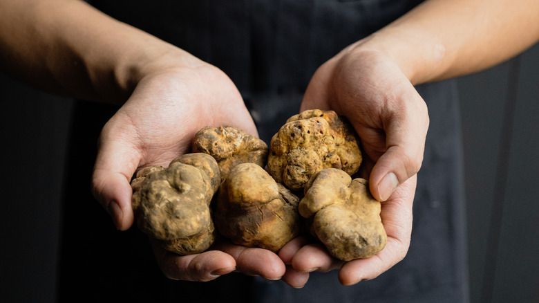 person holding white truffles 