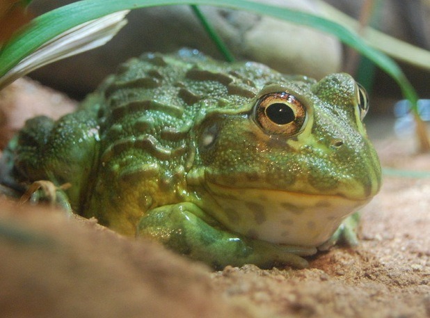 Bullfrog — Namibia