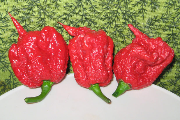 1) Carolina Reaper