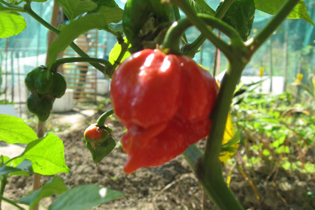 6) Trinidad Scorpion Butch T