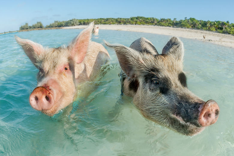 Pig Beach (Exuma, Bahamas)