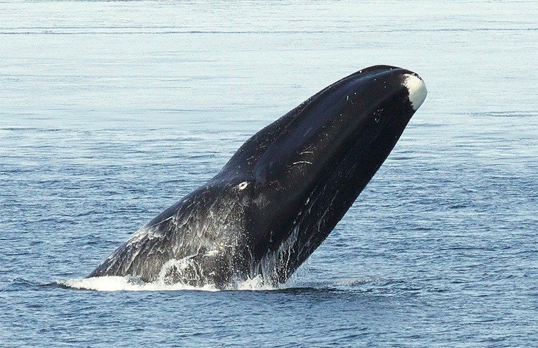 Bowhead Whale — Up to 211 Years