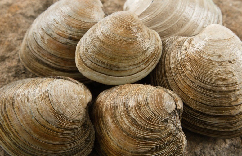 Quahog — 225 Years Average, 507 Known Maximum 