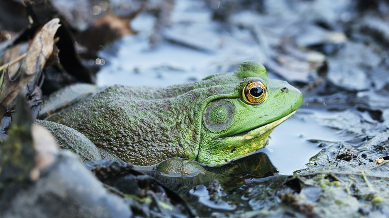 Green frog in swamp