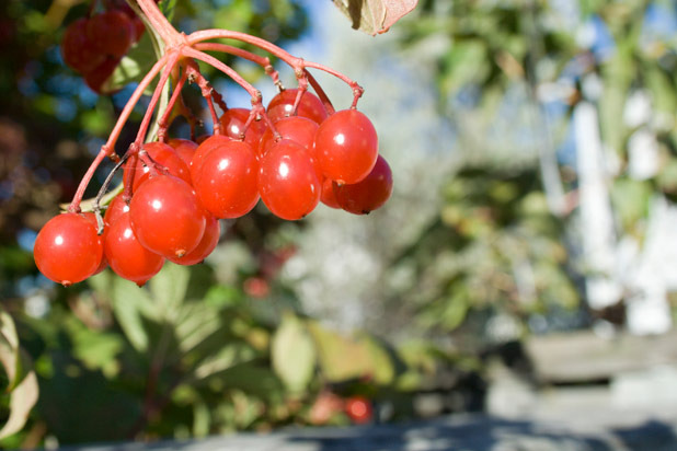 Choke Cherries